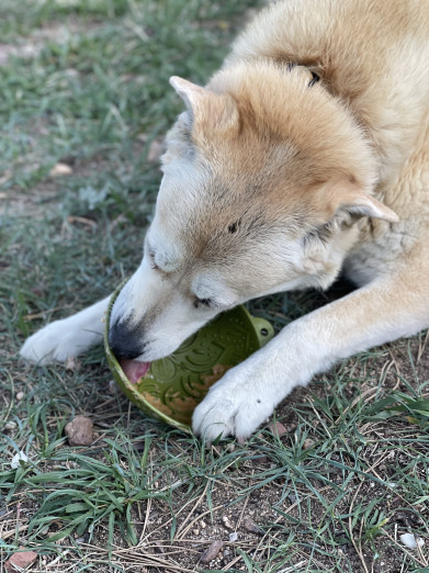 Soda Pup Lízací miska garden 