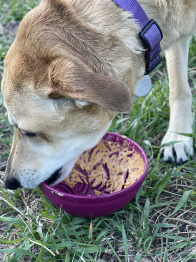 Soda Pup Lízací miska fialová zahrada